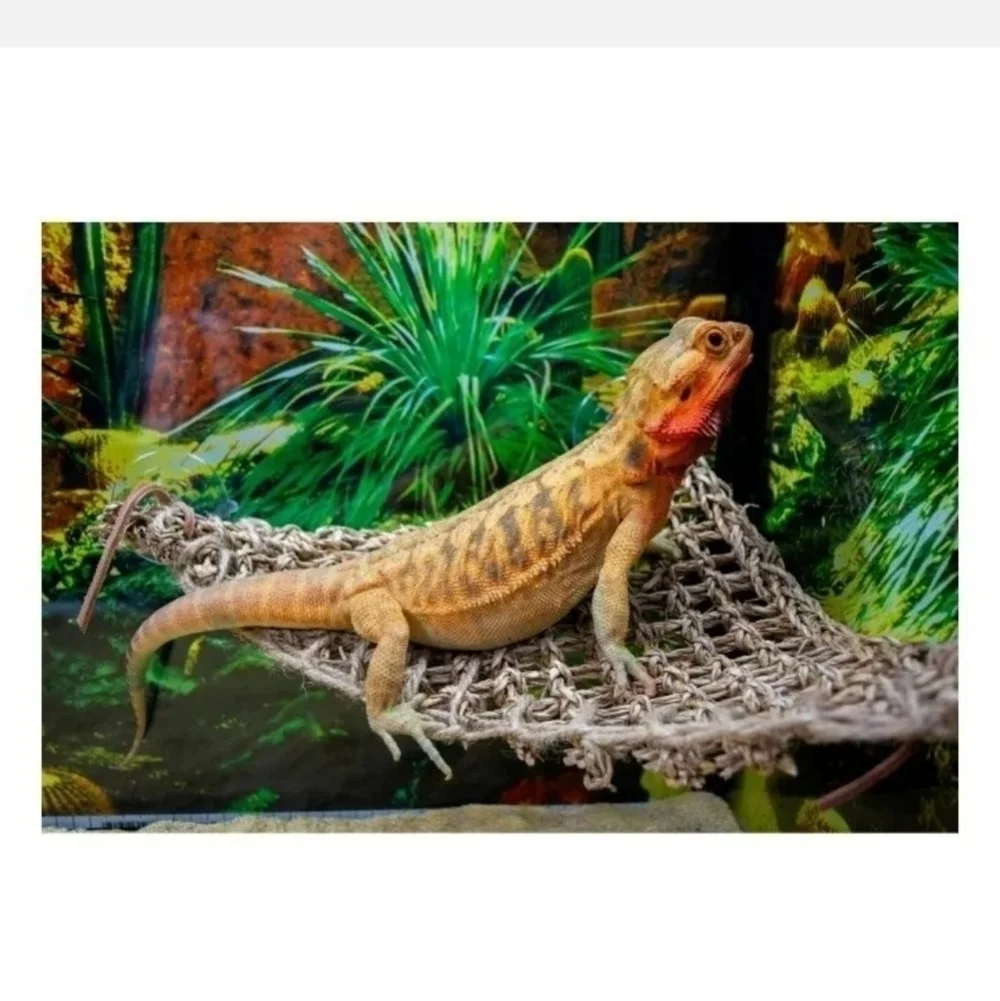 PENN-PLAX Reptology Lizard Loungers - 100% Natural Seagrass Fiber